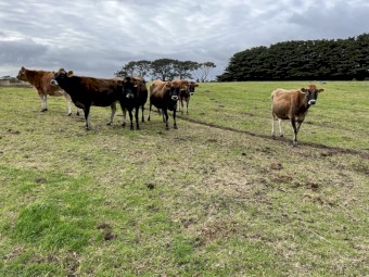 Rising 2.5yo Jersey heifers due to calve mid Aug x 22