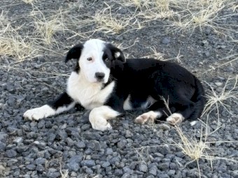 Border Collie Pups
