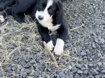 Border Collie Pups