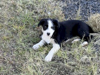 Border Collie Pups
