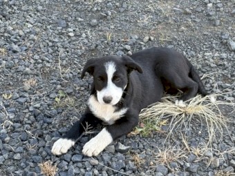 Border Collie Pups