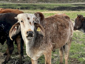 Indian Gyr/Gir Bulls for sale- weaners to working age 