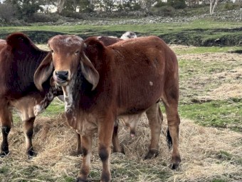 Indian Gyr/Gir Bulls for sale- weaners to working age 