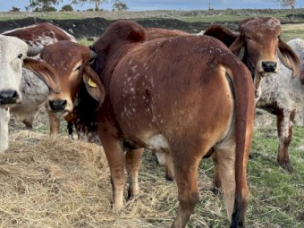 Indian Gyr/Gir Bulls for sale- weaners to working age 