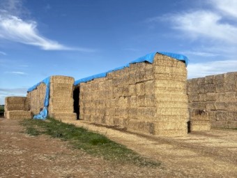 800 x Wheaten Straw Tailings 540kg 8x4x3 Bales