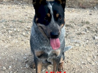 Blue heeler puppies