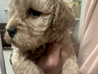 Cavoodle puppies for sale 