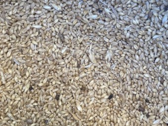 Asw feed wheat