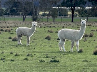 Alpaca male 5 years old