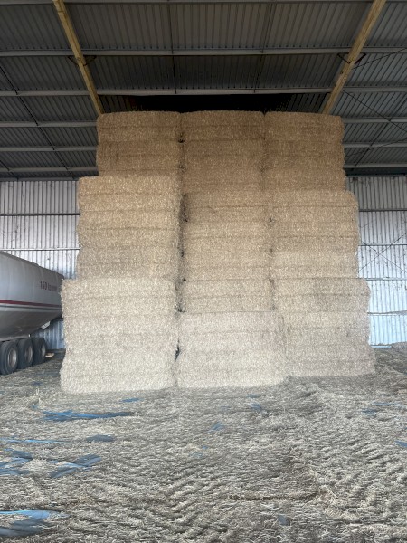 Top Quality Barley Straw 