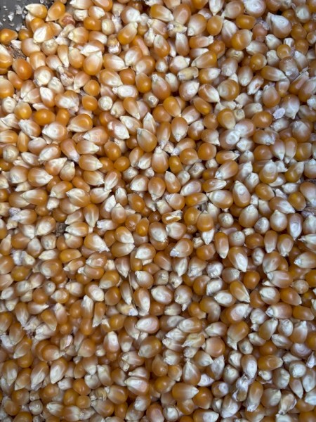 *Price reduction* Popcorn - Approx. 15-20t