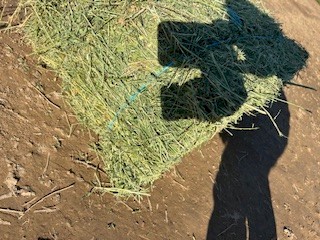 Lucerne small square bales