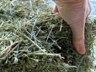 Lucerne small square bales