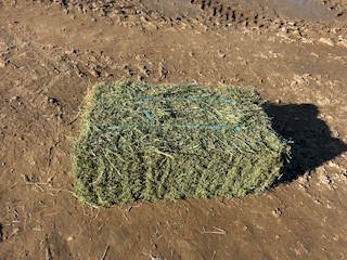 Lucerne small square bales