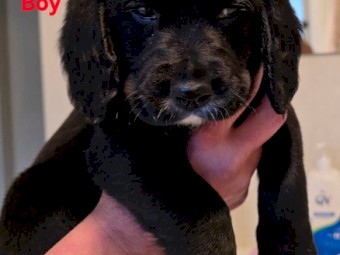 Two Beagle x Groodle Puppies