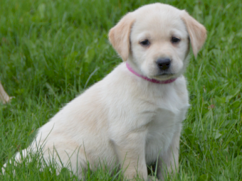 Purebred Labrador Retriever puppies 