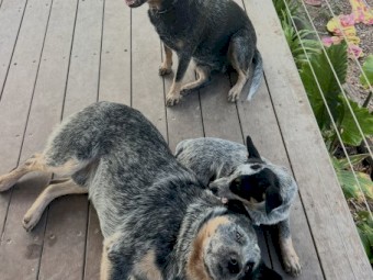 Blue Heeler Pups