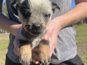Blue Heeler Pups