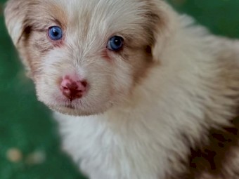 Australian shepherd puppies