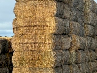 29mt B Double load of 61 Barley Straw 8x4x3 Bales