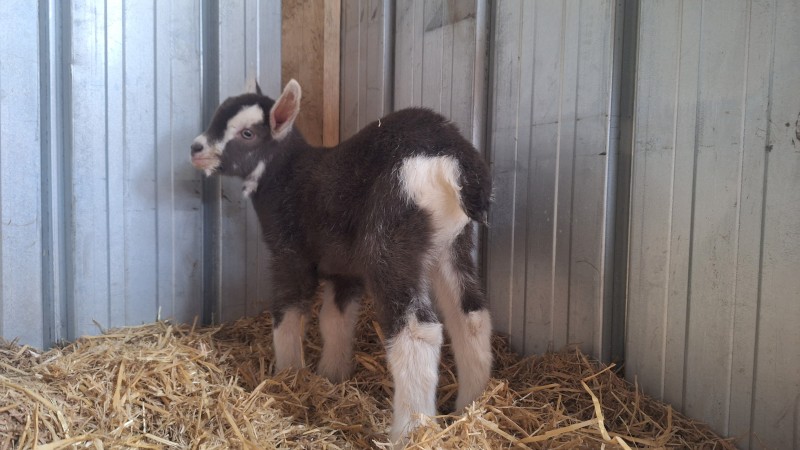 WANTED Young Doe Kid