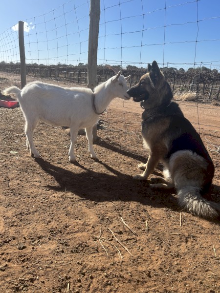 Long hair German shepherd 