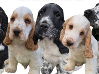 Cocker Spaniel pups 16 weeks old