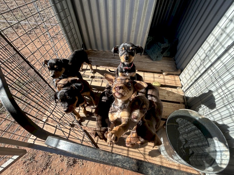 Purebred Kelpie Pups