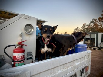 Purebred Kelpie Pups