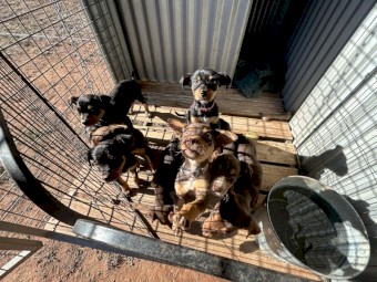 Purebred Kelpie Pups
