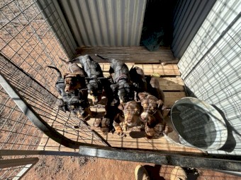 Purebred Kelpie Pups