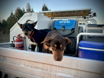 Purebred Kelpie Pups