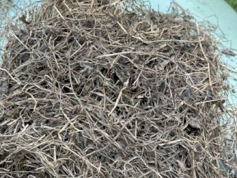 Clover and rye silage 