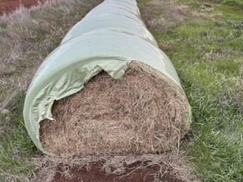 Clover and rye silage 