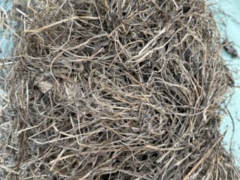 Clover and rye silage 