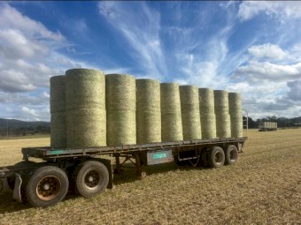 Barley Hay (New Season Hay)
