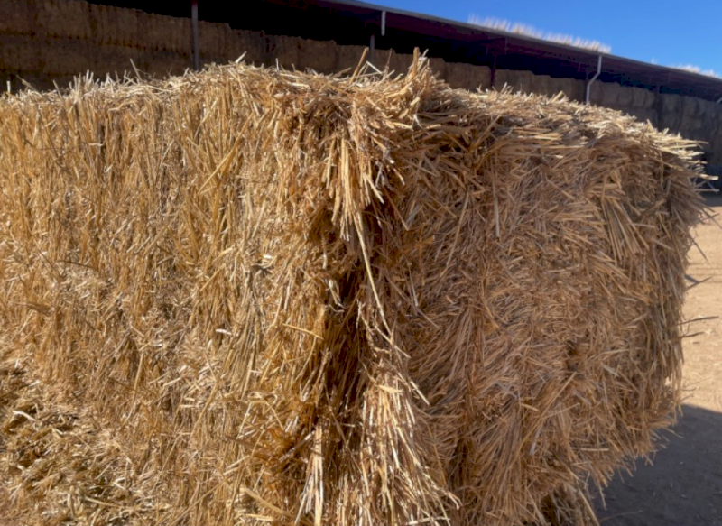 Wheat Straw small bales 