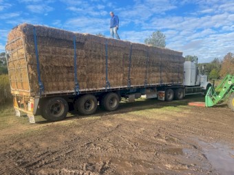 Premium Beardless Barley small squares sold in 520 bale load only