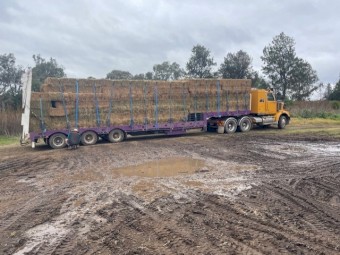 Premium Beardless Barley small squares sold in 520 bale load only