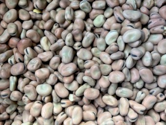60-70mt Faba Beans