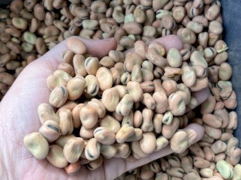 60-70mt Faba Beans