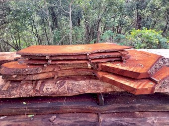 Timber and timber slabs for sale