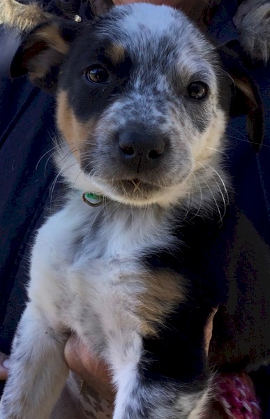 Border Collie x Kelpie x Blue Heeler