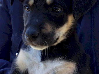 Border Collie x Kelpie x Blue Heeler