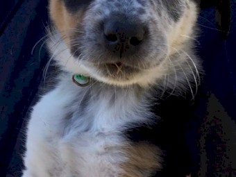 Border Collie x Kelpie x Blue Heeler