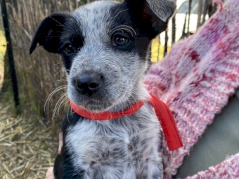 Border Collie x Kelpie x Blue Heeler