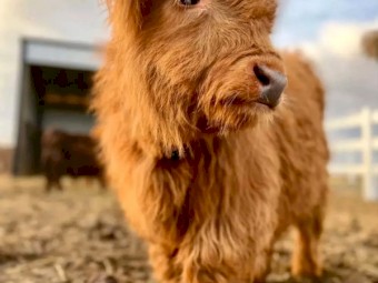 Quiet & Healthy Highland Heifers – Ready to Join Your Herd