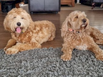 Australian Cobberdog