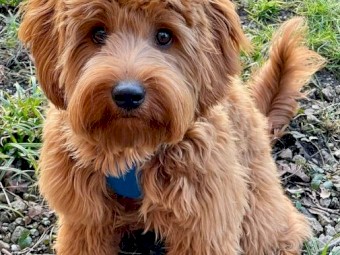 Australian Cobberdog