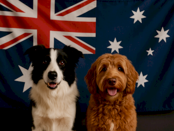 Australian Cobberdog